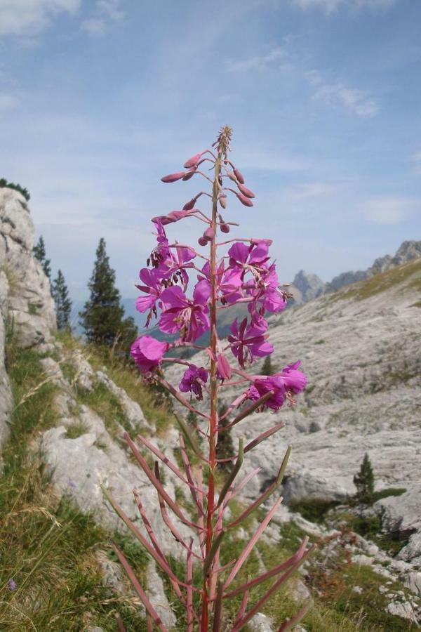 Haut De Chalet 6 P Villard De Lans 外观 照片